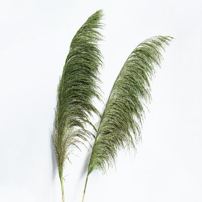 China Home Decoration Wedding Party Hotel Decoration Bridal Pampas Dried Arrangement Mini Natural Wholesale Hot Selling Boutonniere Large Home for sale