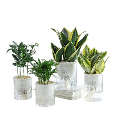 China Pemphis Modern Simple Home Decor Plant Desktop Ceramic Pot With Glass Holder for sale