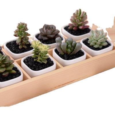 China Pemphis Full Set Modern Cheap White Succulent Plant Pots With Wooden Stand For Plants For Sale for sale