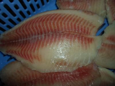 China Mariscos congelados frescos del origen de Tailandia/prendedero congelado bulto de la Tilapia de los pescados en venta