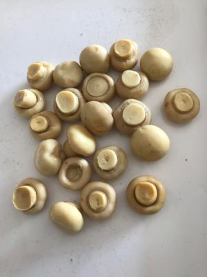 China 190g Canned Common Cultivatea Mushroom Whole / Pieces And Stems for sale