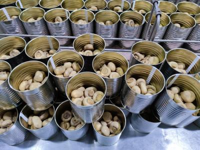 Chine 400g / 425g a mis en boîte les champignons chinois en boîte par champignon entier à vendre