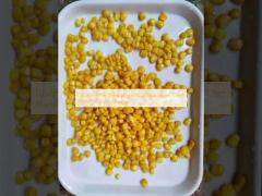 Discover the Versatility of Canned Sweet Corn Perfect for Any Recipe