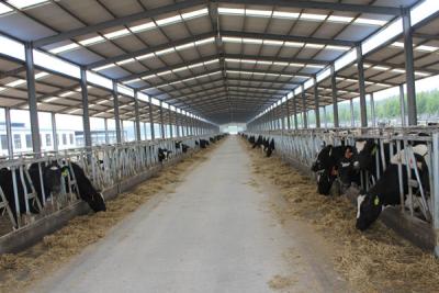 China Steel structure cowshed for sale