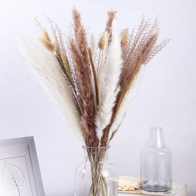 China Europe Durable Using Low Price Pampass Grass For Dry Flower Pompas Grass Farmhouse Office Bedroom Rustic Christmas Decor for sale