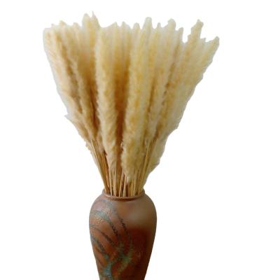 China Europe Factory Supply Attractive Price Dried Natural Dried Flowers Pack For Home Decor Pampas Grass Pampas Grass Decor 30pcs for sale