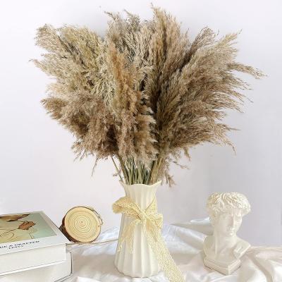 China Europe Amazon Selling Real Small Large Warm Natural Pampas Grass Natural Dry Decor Pampas Grass Dry Reed Decoration For Home And Office for sale