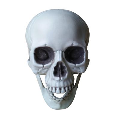 China Realistic Fake Halloween Plastic Skull Size Skull Decoration Skull Model for sale