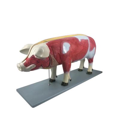 China Anatomy PVC Pig Plastic Animal Medical Model anatomical model pig anatomical model for sale