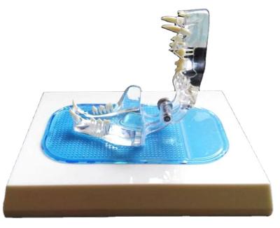 中国 PVC Crystal Cat Teeth Model Feline Denture Medical Anatomical Model Transparent Animal Teeth Model 販売のため