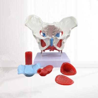 中国 Durable medical female pelvis and pelvic floor model, clinical medicine human female pelvis and pelvic floor muscle model 販売のため