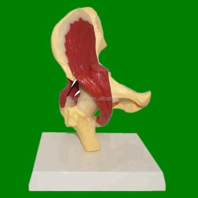 中国 Durable Medical Professional Human Anatomy Hip Joint Muscle Model 販売のため