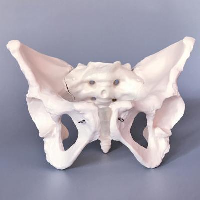 Chine Durable Female Pelvis Model, Human Anatomy Teaching Model à vendre