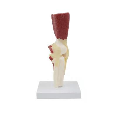 中国 Durable Knee Joint With Muscles And Ligaments Medical Structure Model , 3D Anatomy Teaching Model 販売のため