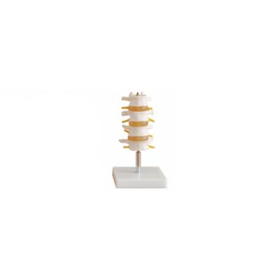 China Model Exhibition Set Human Lumbar Lumbar Vertebra Human Skeletal Model (4 Pcs) en venta