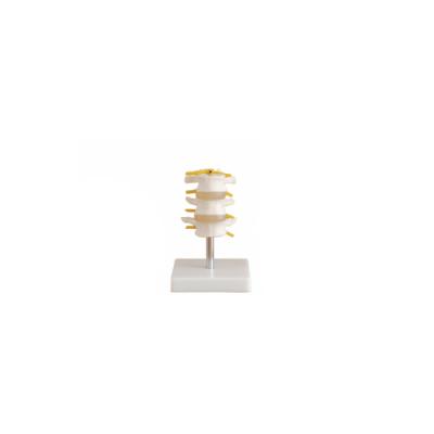 中国 Education Set (3 Pcs) Human Lumbar Vertebra Human Skeletal Model Model 販売のため