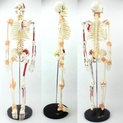 China 85cm durable skeleton anatomical model, advanced bendable bone model numbered with human skeleton model for sale