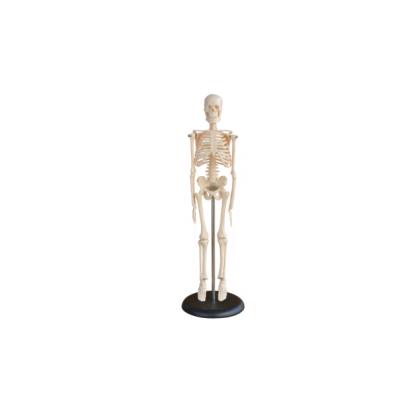 China Skeleton Model Education Model 45CM Mini Skeleton Mini Skeleton Human for sale