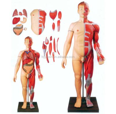 China Durable Medical Human Muscle Viscera Anatomy Model Training at Full Body Level for sale