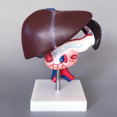 China Durable Medical Human Anatomy Model of Liver, Pancreas and Duodenum Anatomy Training for sale