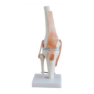 China Knee Joint Skeletal Model Anatomical Demonstration Human Knee Joint Arthroscopic Model Model for sale