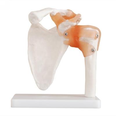 China Medical Education Medical Teaching Human Shoulder Joint Anatomy Model Skeletal Shoulder Skeletal Model for sale