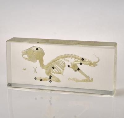 China Education Animal Clear Resin Embedded Specimen / Teaching Resources Specimen Rabbit Skeleton Specimen Decoration Specimen zu verkaufen