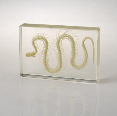 China China Real Animal Snake Enclosed Specimen Skeleton Embedded Snake Specimen for sale