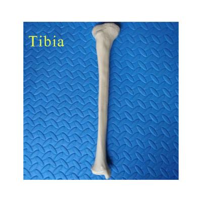 China Human Pvc Tibia Bone Model Bone Model Material Medical Bone Model for sale