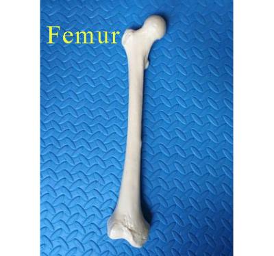 China Femur Model Teaching Model Bone Model for sale