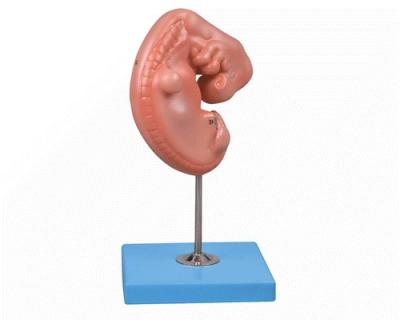 中国 Anatomical Embryo Enlargement Demonstration Human Embryo Model Model 販売のため