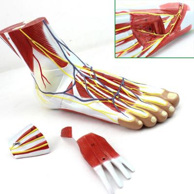 China Realistic Contact Anatomy Model 3 Plantar Components for sale