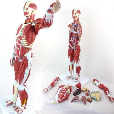 China Realistic contact human muscles of male anatomical model for sale