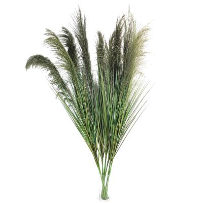 China Large Plant Minimalist Natural Tubular Simple Pampas Reed Decorative Dried Flower Ornaments for sale