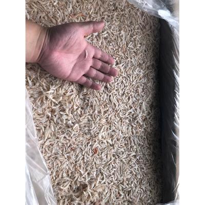 China NATURE 2022 Hot Sale Freeze Dried High Quality Small Shrimp Dry Small Shrimp for sale