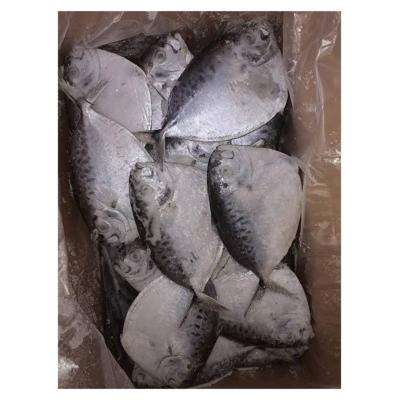 China NATURE factory direct sales high quality flat frozen moonfish Mene Maculata moonfish for sale