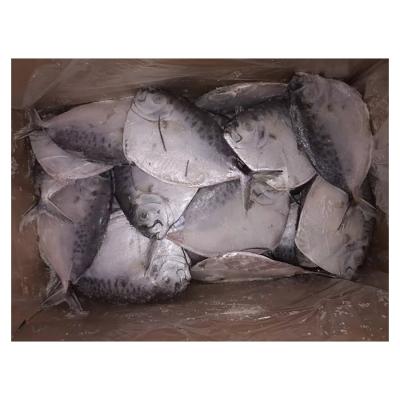 China NATURE Factory Supply High Protein Frozen Fish Rates Cheap Mene Maculata Moonfish for sale