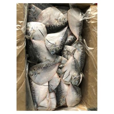 China Wholesale NATURE Factory Nutrition and Health Moonfish Mene Maculata Moonfish for sale