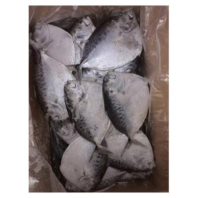 China NATURE Good Quality Seafood Chinese Fresh Flatfish Mene Maculata Moon Fish for sale