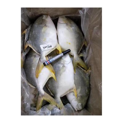 China CHINA NATURE Delicious Healthy Golden Pompano Seafood Pompano Golden Fish for sale