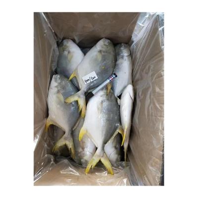 China NATURE Factory Cheap Gold Pompano Pompano Fishes Wholesale Gold Pompano Frozen Prices Directly for sale