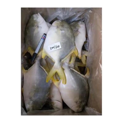 China NATURE Pompano Pompano Pompanos 300g 400g High Quality Gold Golden Fish for sale