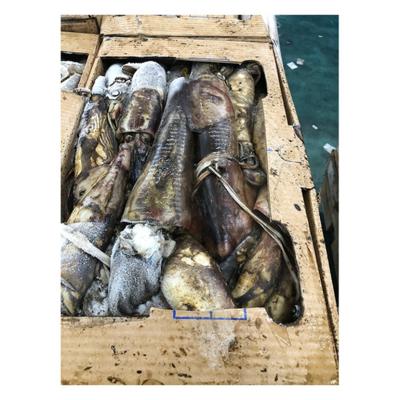 China 2022 NATURE Delicious Healthy Frozen Equatorial Squid China Frozen Giant Squid for sale