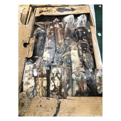 China NATURE factory direct sales cheap frozen Calamari squid premium frozen equatorial squid for sale