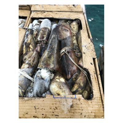 China Factory NATURE whole frozen squid frozen whole equatorial squid directly for sale