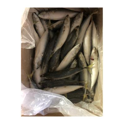 China NATURE Good Quality Mackerel Fish Hot Sale Wholesale Frozen Mackerel for sale