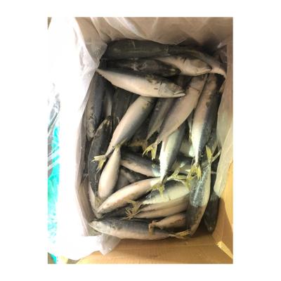 China NATURE new product cheap frozen mackerel fish hot sale healthy frozen mackerel for sale