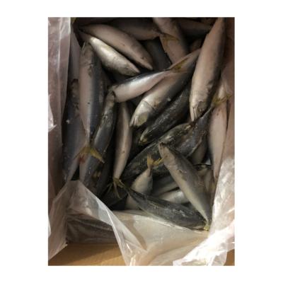 China NATURE Selling Mackerel Fish Hot Fresh Frozen Fish Seafood Spanish Mackerel for sale