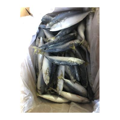 China NATURE High Quality Chinese Mackerel Fish Canned Cheap Frozen Mackerel for sale