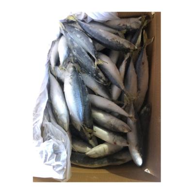 China Healthy NATURE Fish Frozen Mackerel Exporters Frozen Mackerel Fish for sale